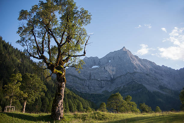istock mountain panorama in karwendel european alps with maple tree 488410446
