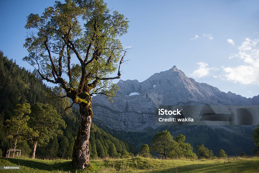 mountain panorama in karwendel european alps with maple tree mountain panorama in karwendel european alps with maple tree. Location is großer ahornboden in engtal 2015 Stock Photo
