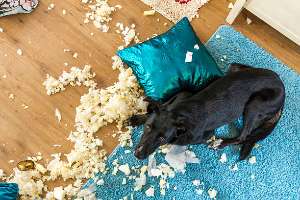 exploded 쿠션, 유죄 경견 - dog furniture destruction damaged 뉴스 사진 이미지