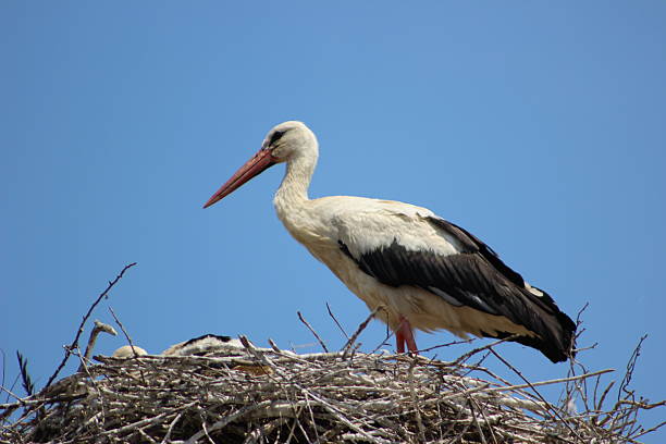 istock Stork nest baby bird 488411646