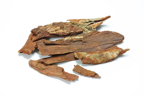 istock Cinnamomum bejolghota (Ham.) Sweet 488411844