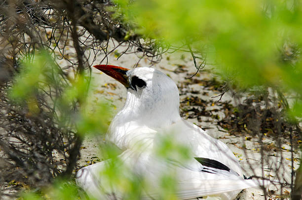 Red-billed Tropicbird - Aitutaki Lagoon Cook Islands Red-billed Tropicbird nesting on Honeymoon Island in Aitutaki lagoon, Cook Islands red tailed tropicbird stock pictures, royalty-free photos & images