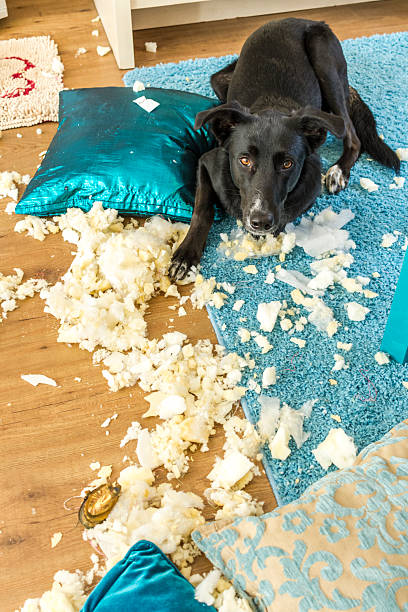 Guilty Dog with the Remains of a Cushion A black mixed-breed dog caught after having distributed the filling of a cushion throughout the whole living room.  chewed stock pictures, royalty-free photos & images
