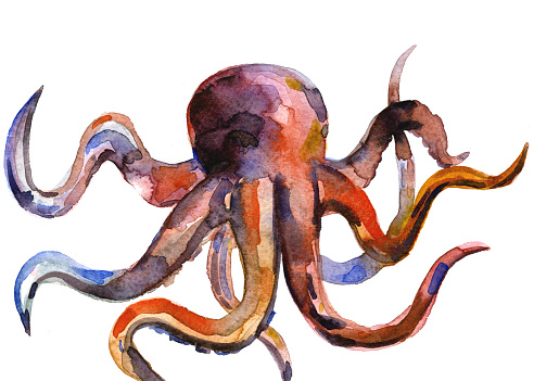 Beautiful sea octupus watercolor illustration drawing by freehand on white background, horizontal picture