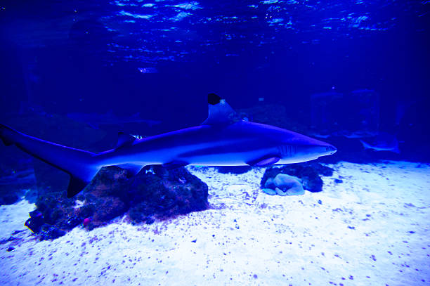 istock extremely bright and colorful tropical sea fish 488412928
