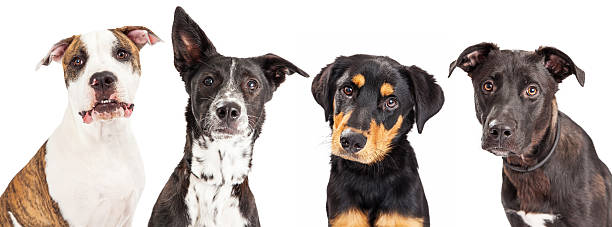 istock Four Mixed Breed Dogs Closeup 488412934
