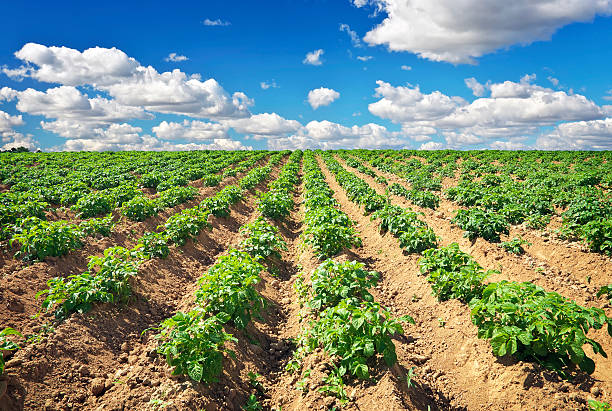 istock Beautiful landscape with field of potatos 488412980