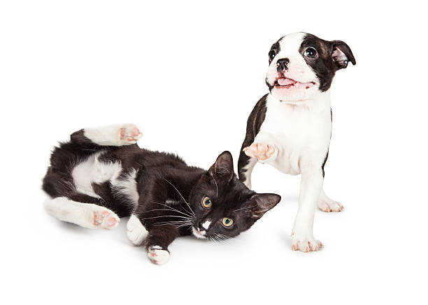 istock Playful Kitten and Puppy Playing 488413014