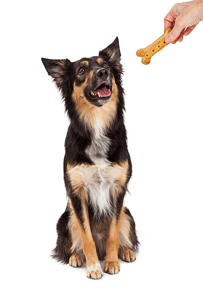 istock Obedient Dog Rewarded With Treat 488413028