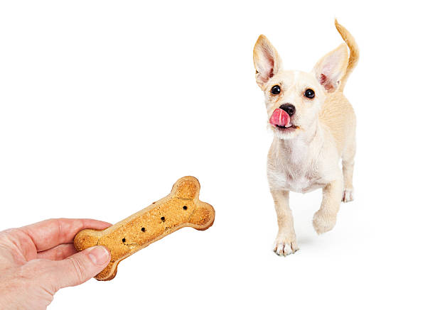 istock Hungry Puppy Running Towards a Treat 488413044
