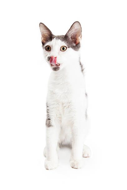 istock Hungry Kitten With Tongue Out 488413168