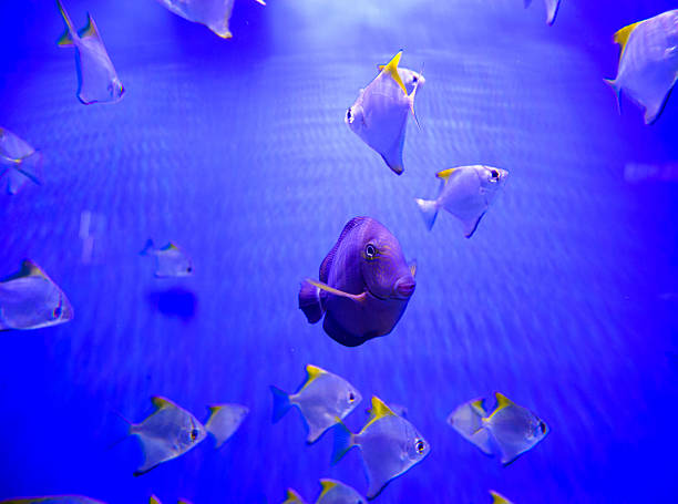 istock extremely bright and colorful tropical sea fish 488413266