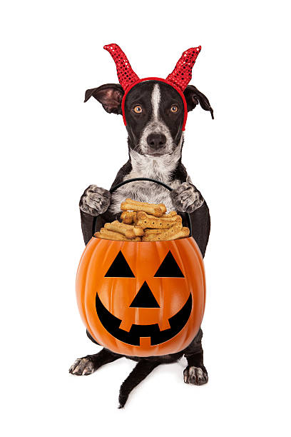 istock Halloween Puppy Trick-or-Treat 488413274