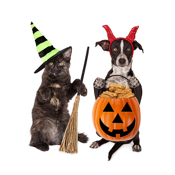 istock Halloween Cat and Dog Trick-or-Treating 488413324
