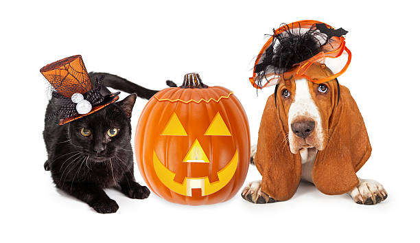 istock Halloween Cat and Dog in Funny Hats 488413352