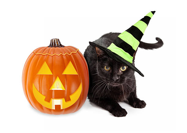istock Halloween Black Cat Witch With Pumpkin 488413388