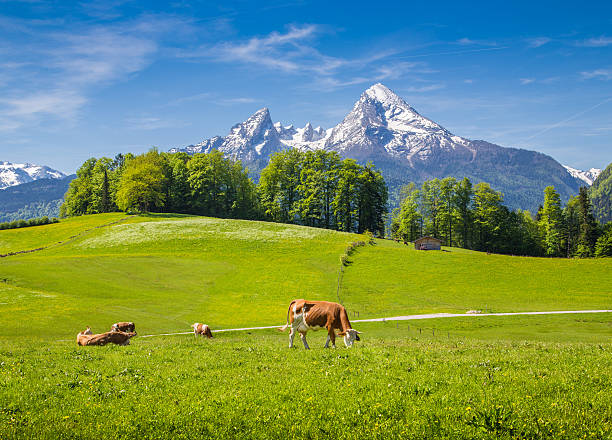 istock Idyllic landscape in the Alps with grazing cows in summer 488413452
