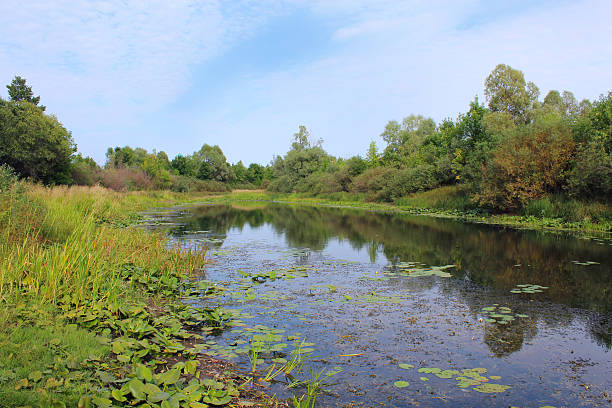 istock Picturesque pond with water-lilies 488413780