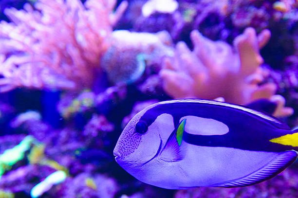 istock extremely bright and colorful tropical sea fish 488413910