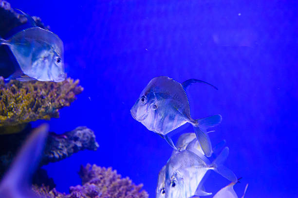 istock extremely bright and colorful tropical sea fish 488413930
