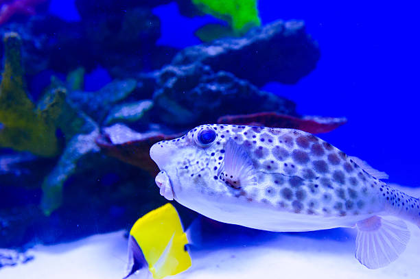 istock extremely bright and colorful tropical sea fish 488414112