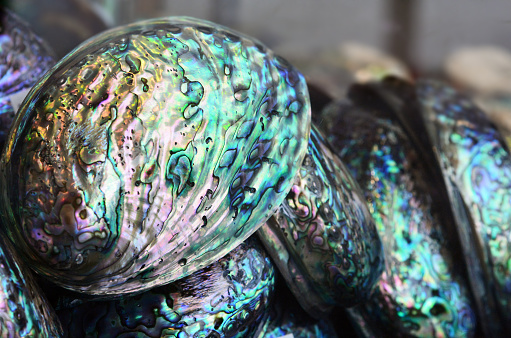 Paua shells on display in the market.