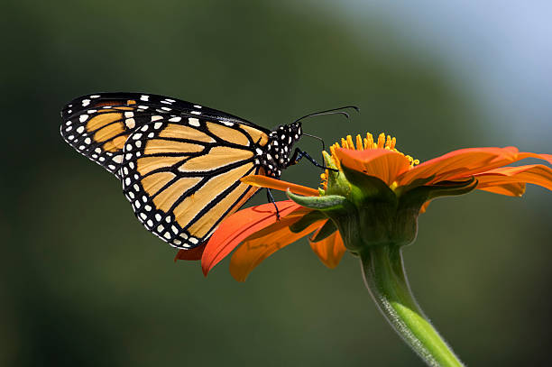 istock Monarch Butterfly feeding on Mexican Sunflower 488427796