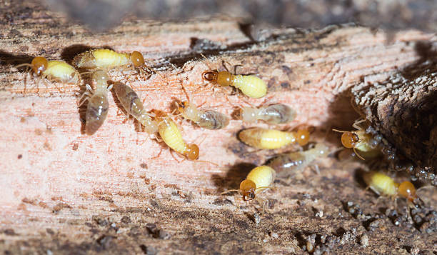 térmita - colony swarm of insects pest animal imagens e fotografias de stock