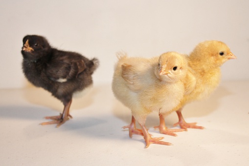 Black and Yellow Baby Chicks Separated