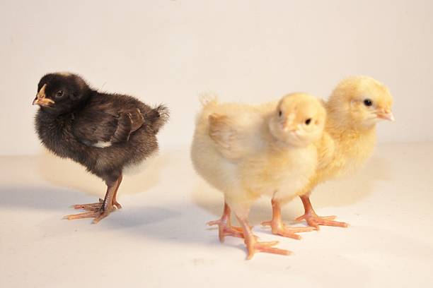 istock Black Isolated and Yellow Baby Chicks 488429756
