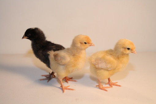 Black and Yellow Baby Chicks. All focus.