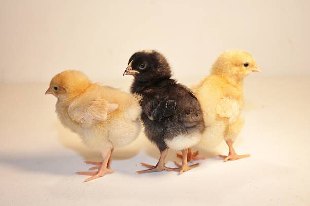 istock Black Center and Yellow Bracket Baby Chicks 488430060