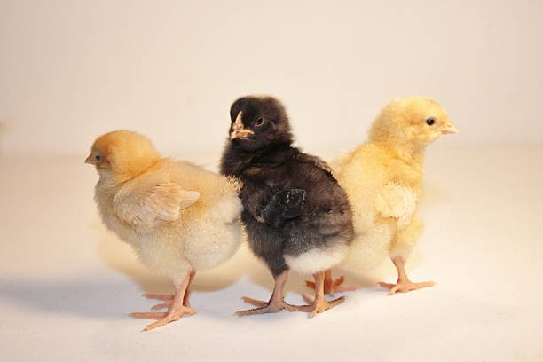 istock Black Center Looking and Yellow Baby Chicks 488430158