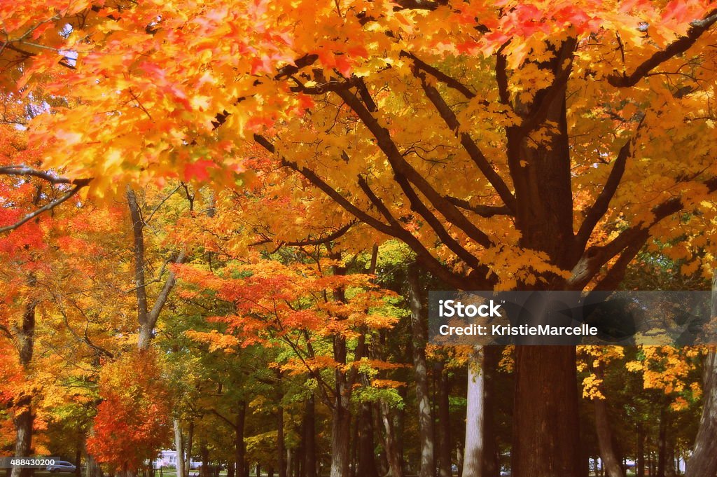 Autumn Trees Line of trees and their crisp colors changing during the fall season in the midwest United States. 2015 Stock Photo