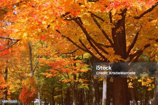Autumn Trees Stock Photo - Download Image Now - 2015, Autumn, Beauty In Nature