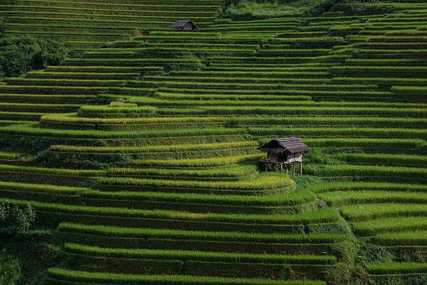 istock Rice fields on terraced at SAPA, Lao Cai, Vietnam. 488430502