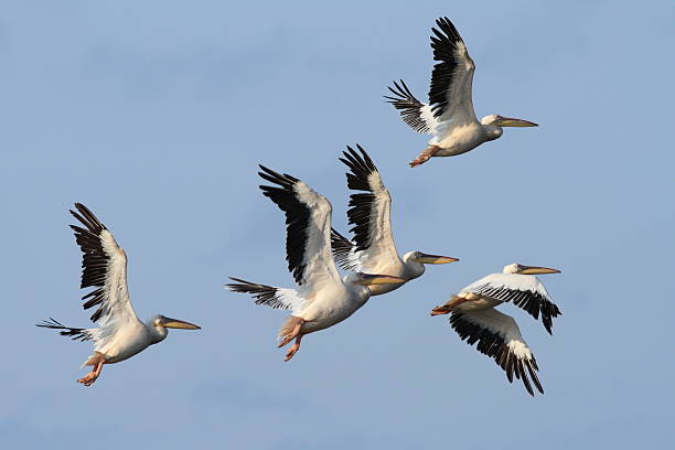 istock group of great pelicans in flight 488430692