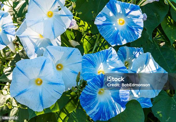 Blue White Morning Glories Stock Photo - Download Image Now - North Carolina - US State, 2015, Blossom