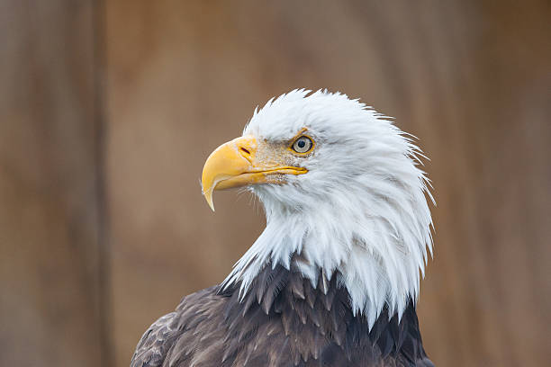 istock Portrait of a bald eagle 488431630