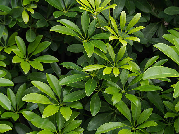 istock Texture of green shade leaves 488431998
