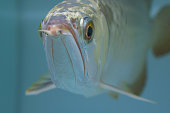 exotische-haustier-arowana.jpg?b=1&s=170x170&k=20&c=HR21ecKnTQkzABr6WXnYPyDoyxXY7jnQ5SMDeJkKwFA=