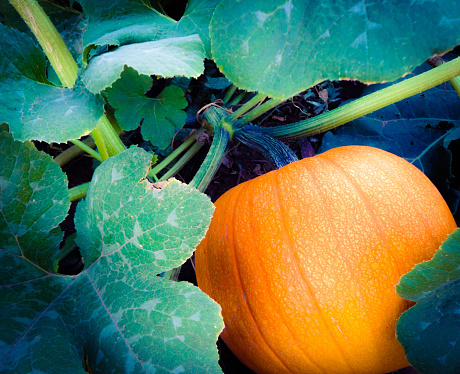 A large orange pumpkin ready for harvesting out of the garden