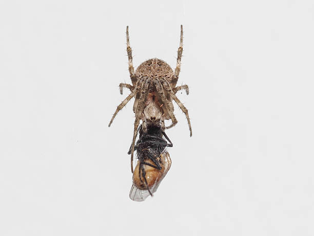 istock Macro shot of Spider eating fly on white background 488433216