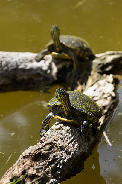 istock Yellow Belly painted turtles on floating logs 488434746