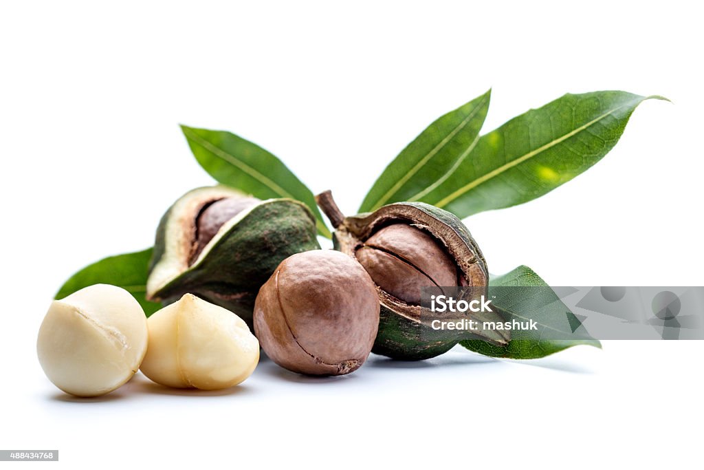 Macadamia nuts with leaves Macadamia Tree Stock Photo