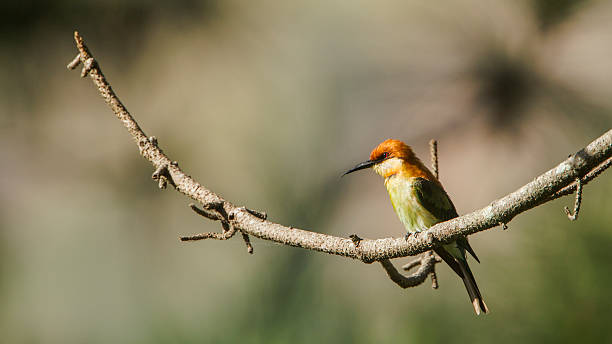 istock Chestnut-headed bee-eater in Ella, Sri Lanka 488435394