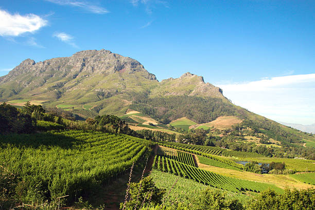 paysage de vignobles de l'afrique du sud - skill agriculture horizontal outdoors photos et images de collection