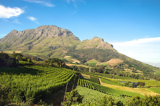 Landscape of the wineries in South Africa stock photo