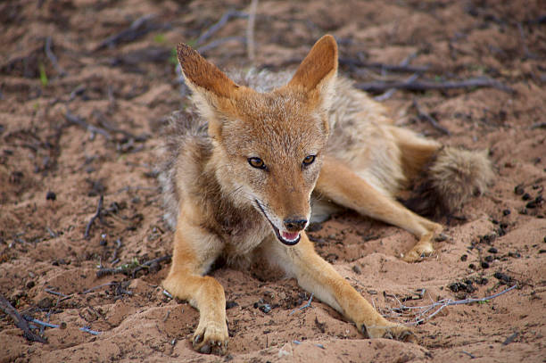istock Black Backed Jackal in South Africa 488435586
