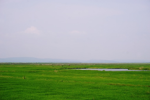 view of rice field in Thailand for background used